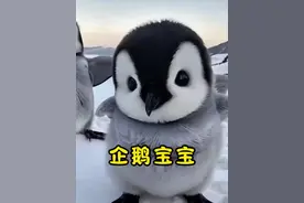 企鹅宝宝 小企鹅半岁之后就要独立生存#企鹅 #动物世界 #神奇动物在抖音