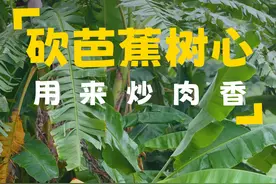 这道菜很多人没吃过，砍棵芭蕉树心回去，用来炒猪肉，简单又下饭 #乡村守护人#乡村生活家#新农人计划2024