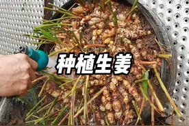 教你在家盆栽生姜，方法简单易学 #盆栽生姜 #三农 #农业种植视频封面