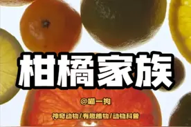 关系最混乱的水果，柑橘家族！无视伦理远亲近亲都能结合视频封面
