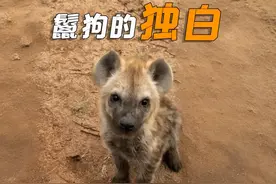 以“鬣狗”视角打开“动物世界”，其实我们也没那么讨厌！