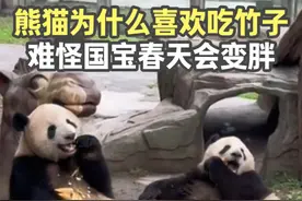 大熊猫为什么喜欢吃竹子，难怪国宝春天会变胖，换你你也胖视频封面