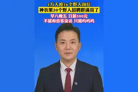 日薪500元当“野人”！1万人抢16个野人岗位，神农架20个野人招聘群满员了。#主播说新闻视频封面