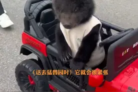 1月14日报道，湖北武汉，#00后女饲养员把棕熊从600克养到200斤：刚出生24小时看护，每两小时喂奶，抱着一起睡，跟动物相处比和人打交道快乐千倍万倍。