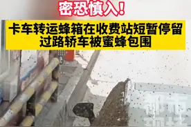 卡车转运蜂箱在收费站短暂停留，过路轿车被蜜蜂包围#密集恐惧#蜜蜂#奇葩 