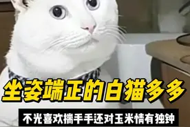 坐姿端正的白猫“多多”，不光喜欢揣手手还对“吃玉米”情有独钟
