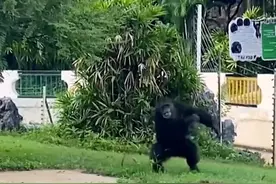 南宁动物园回应大猩猩向游客扔东西：可能它是被游客的挑逗激怒了，提醒广大游客文明游园。视频封面
