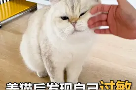 养猫后才发现自己过敏，该怎么办？#科学养宠攻略 #养猫新手 #过敏 #猫毛过敏 
#猫咪日常视频封面