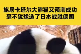 11月23日卡塔尔，旅居卡塔尔大熊猫又预测成功，毫不犹豫选了日本战胜德国#日本2比1逆转德国  #2022世界杯视频封面