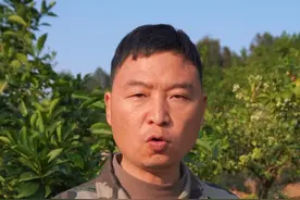 春梢疯长花少易落？柑橘保花 3 招，不同树势对症解！ 春梢旺长抢花营养，最后花小易脱落？柑橘春梢与花同长，梢旺就压制花！别急，3 套方案对症处理：
✅ 中庸树：海藻磷钾 500-800 倍连喷，控梢稳花；
✅ 中庸偏旺树：海藻磷钾 + 苯甲丙环唑，喷 1-2 次，杀菌控生长；
✅ 极旺树：海藻磷钾 + 苯甲丙环唑 + 表芸多效唑，促春梢老熟，转 “库” 造营养，保花坐果稳稳的！#柑橘种植 #果园管理 #农业种植 #果树管理 #柑橘树的种植技巧视频封面