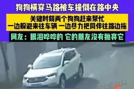 3月30日（发布）江苏常州，狗狗横穿马路被车撞倒在路中央，关键时刻两个狗狗赶来帮忙，一边躲避来往车辆 ，一边尽力把同伴往路边拖，网友：眼泪哗哗的，它的朋友没有抛弃它（素材来源：@小姐姐串串火锅 ）#狗狗 #暖心 #感人视频封面
