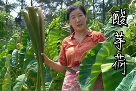 @客家兄妹每年到这个时候，田里的芋荷就可以割来腌制酸芋荷了。家里人都很喜欢吃，所以每次都会多做点存放着。#新农人计划2022 #乡村守护人 #美好乡村一起守护 