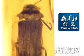 新华社消息｜新发现！1亿年前琥珀里的萤火虫视频封面