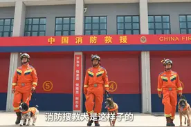你家的狗狗是什么样子的呢？ #搜救犬 #狗狗视频封面
