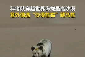 近日，阿尔金山自然保护区2025春季科考队来到库木库里沙漠，意外拍摄到酷似熊猫的灰白花藏马熊 #阿尔金山无人区科考发现沙漠熊猫