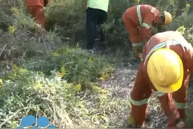 正在直播！10月30日，郑栾高速，郑州再现加拿大一枝黄花，工作人员正在铲除“恶魔之花”！拔除时手套都已经磨破视频封面