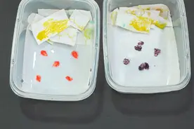 黏菌饲养日常，黏菌玩起了捉迷藏，继续尝试染色喂食 #黏菌 #益智玩具 #宠物