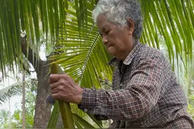 切割水椰树的叶子，用来搭建屋顶！ #水椰 #树叶 #科普 #解压视频封面