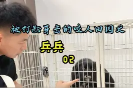 田园犬“兵兵”护窝护笼子，校长准备让他去看门。#壹陸训犬 #南京训犬师 @皇冠宠物乐园寄养、训练 视频封面