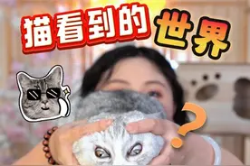 人类视角vs猫咪视角，有何不同？ #新手养猫 #科学养猫 #养猫经验分享 #抖音萌宠