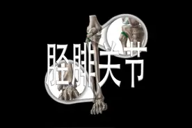 胫腓关节 #关节 #运动解剖 #人体结构视频封面