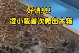 雪豹“凌小蛰”首次爬出木箱（张蕴 岳靓）视频封面