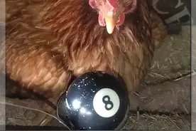 原来母鸡下蛋有那么多秘密。 #母鸡 #母鸡下蛋 #科学养鸡 #科普 #动物科普