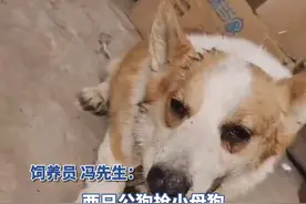 柯基打架输了后生气抽搐身亡？饲养员：没见过这样的，它气性最大视频封面