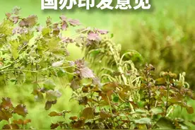 新华社消息｜让群众用上好中药，国办印发意见视频封面