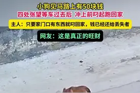 小狗见马路上有50块钱，四处张望等车过去后  冲上前叼起跑回家。主人：只要家门口有东西就叼回家，钱已经还给丢失者。#媒体精选计划