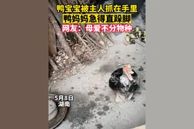 鸭宝宝被主人抓在手里，鸭妈妈急得直接跺脚。网友：母爱不分物种。#母爱 #动物 #鸭子 来源：@彭林林视频封面