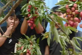 校园果树熟了  请学生免费吃  网友：又是别人的学校 #荔枝 #广西水果自由  #南宁 #大学 #免费  记者：廖伟生 马浩哲视频封面