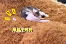 #杭州一商场巨型玩偶头顶惊现一小猫 猫：我摸鱼不会被发现吧？@闹笑ギ