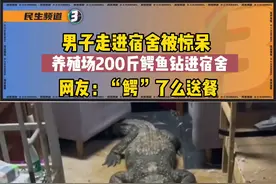 男子走进宿舍惊呆了，养殖场200斤鳄鱼钻进宿舍，网友：这是“鳄”了么来送餐了？视频封面
