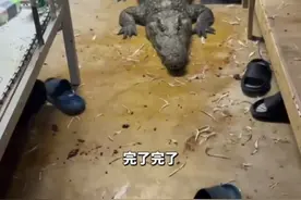 男子走进宿舍惊呆了，养殖场200斤鳄鱼钻进宿舍，网友：这是“鳄”了么来送餐了？视频封面