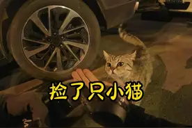回家路上偶遇一直很漂亮的流浪猫 带它回家！ #代驾 #北漂视频封面
