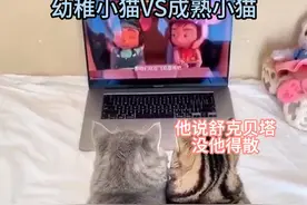 #电影舒克贝塔五角飞碟  猫：没有我这个家迟早得散！视频封面