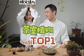 最适合懒人小白的茶桌植物！！！#植物 #盆景 #茶桌盆景视频封面