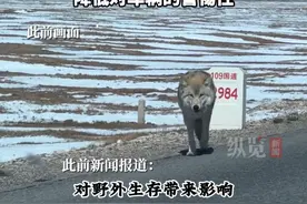 12月23日，多名网友在社交平台发帖表示，“可可西里网红狼初代目”被一辆大货车不慎压死。24日，三江源国家公园管理局工作人员表示，目前在公路等待游客投喂的狼有四五只，被压死的为其中一只。（红星新闻）视频封面