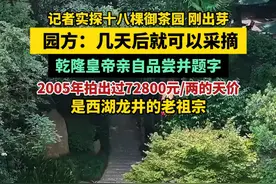 记者实探十八棵御茶园，刚出芽，园方：几天后就可以采摘。乾隆皇帝曾亲自品尝并题字，2005年拍出过72800元/两的天价，是西湖龙井的老祖宗。视频封面