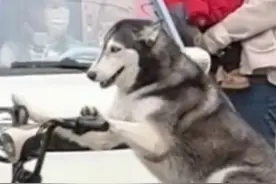 3月8日，安徽，狗子：大爷别催了 在挪了，网友：起猛了 看到二哈在挪车了！#哈士奇 #萌宠成精了视频封面