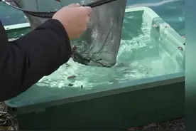 日本东京湾の海水 看看都有什么？ #海洋生物 #日本 #日本海 #随拍 #日本生活视频封面