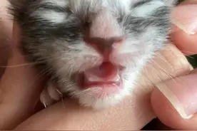 缅因猫不同时期的叫声 #缅因猫 #小奶猫 #被迫营业的猫猫 #猫叫视频封面