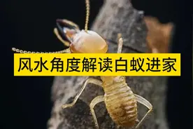 风水角度解读白蚁进家。在古代沿海及云贵川等地区视频封面