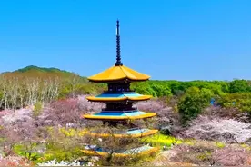 #带你看樱花  #东湖樱花园 #武汉大学樱花开了 武汉旅游火了视频封面