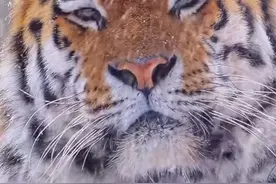 家养虎和野生虎的区别 #老虎