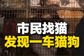 11月24日，河南信阳。市民找猫发现满满一车猫狗，目击者：两千多只猫 几百只狗#猫咪 #狗狗 #保护动物视频封面