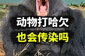 动物打哈欠，也会传染吗？ #动物的迷惑行为 #动物 #冷知识 #抖音知识年终大赏