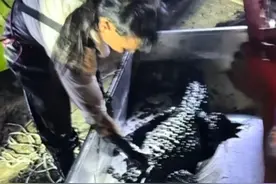 6月8日，河南卫辉，一马戏团鳄鱼“越狱”：景区表演时逃入池塘，多部门连夜抽水已抓回#河南dou知道 @大象新闻主持人刘琳视频封面