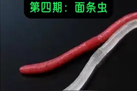 路亚神饵盘点第四期：Flick shake蚯蚓面条虫。 #OSP面条虫 #inchwacky #路亚面条虫视频封面